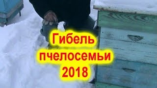 Зимовка пчел 2018.  Гибель пчелосемьи. Причины.