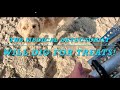 Is Beach Metal Detecting Fun (to Dogs)?