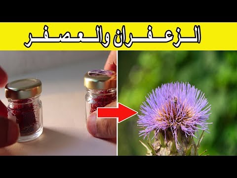 هل الزعفران هو العصفر  