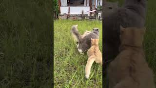Hunter x Hunter😽😻😸😺 #cat #catshorts #catlife #cutecat #bshgolden #bshcat #fypシ゚viral #fypシ #fyp