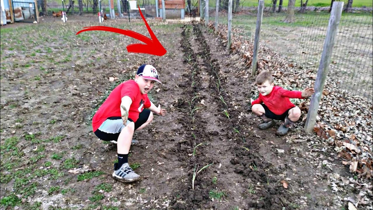 Planting Onions In The Mud!?! - YouTube