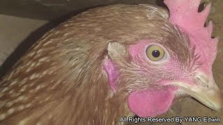 Listen All 29 Different Hens Clucking Sounds Compilation 2020 - Mother Hen Sounds After Laid An Egg！