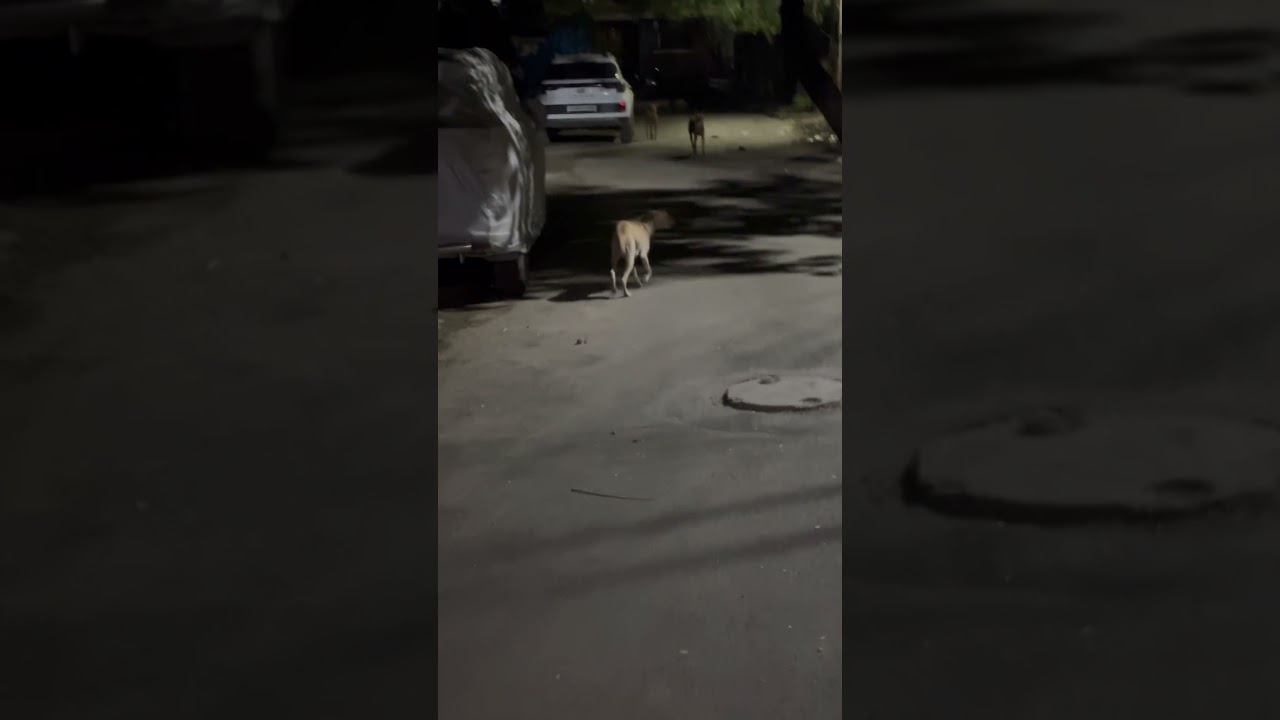 Aura-Area Queen - No one dare come near 