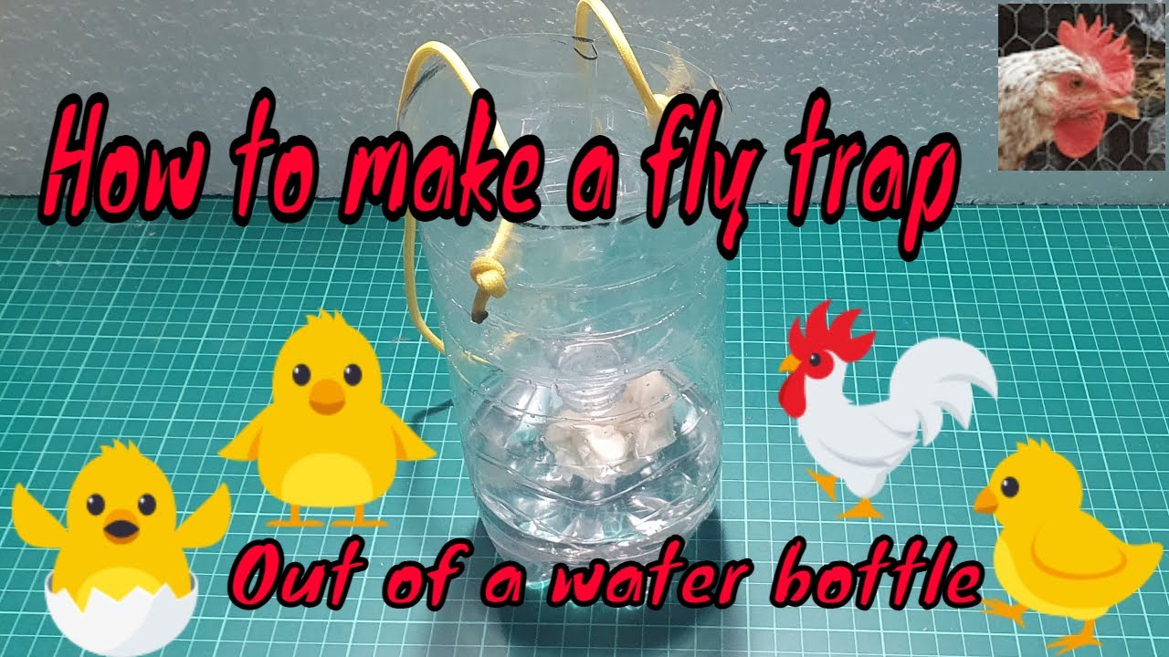 How to make a fly trap out of a water bottle YouTube