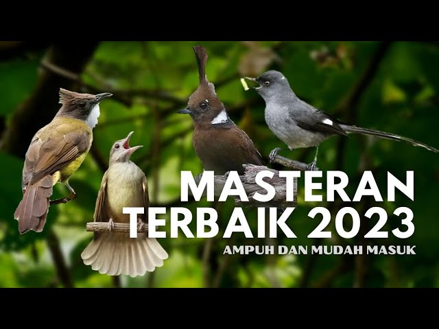 MASTERAN TERBAIK 2023 | masteran paling ampuh #masteranburung #masterancendet #kicaumania class=