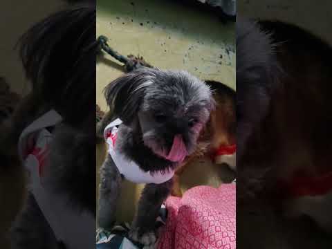 Bardagolan #shitzu #aspin