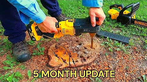 How To Remove A Tree Stump Naturally With Epsom Salt (5 Month Update)