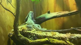 How to care for a frilled dragon