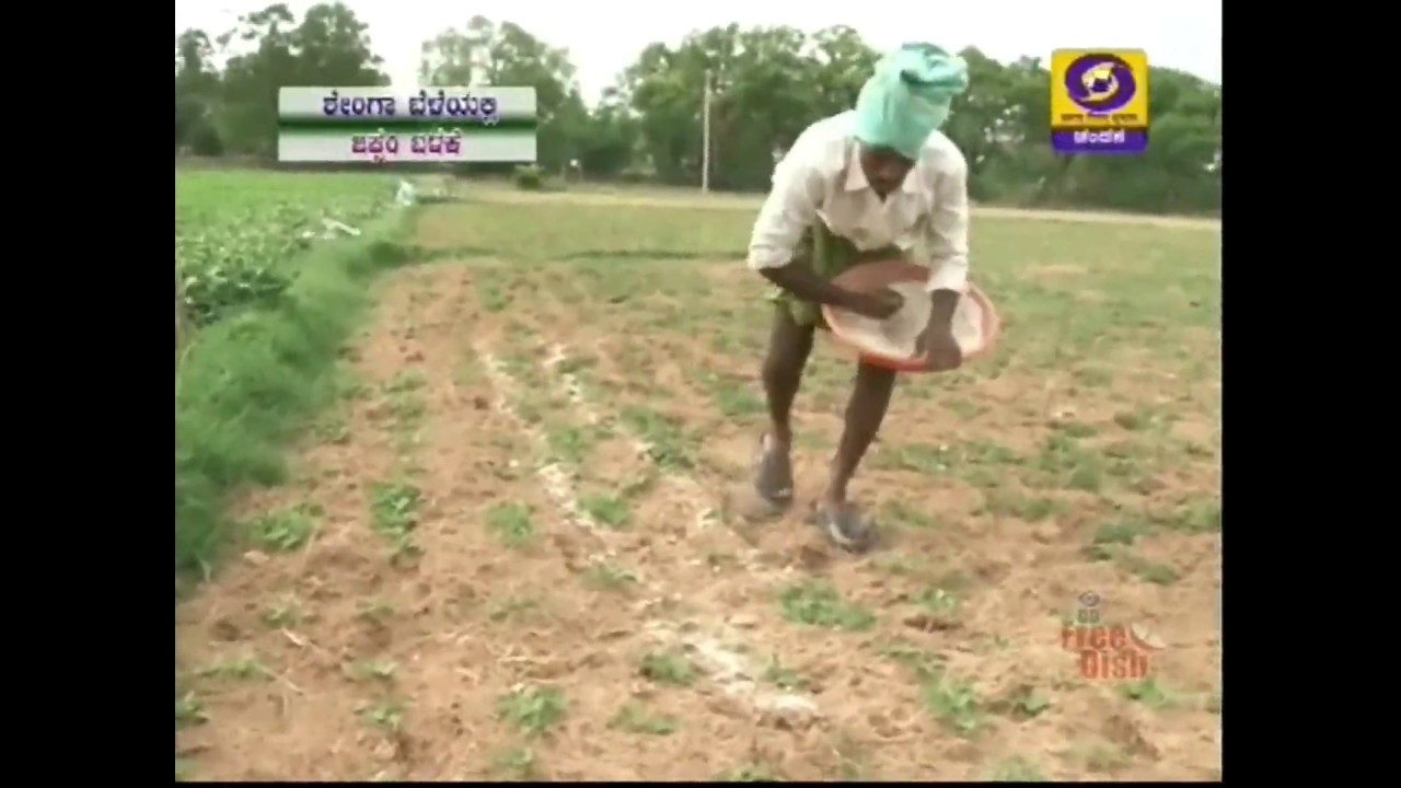 How to Use Gypsum in Groundnut Cultivation Krishidarshan 