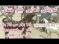 Korngi Dhai Bakra Mandi 15 Hzar Se 75 Hzar Tak Ky Bakray Livstock Market Karachi