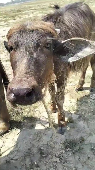 Befflo Janbr Ka child 🚸#reelssgorts #viralshorts