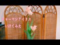 ジャーマンアイリスをいける【庭のお花で生け花】