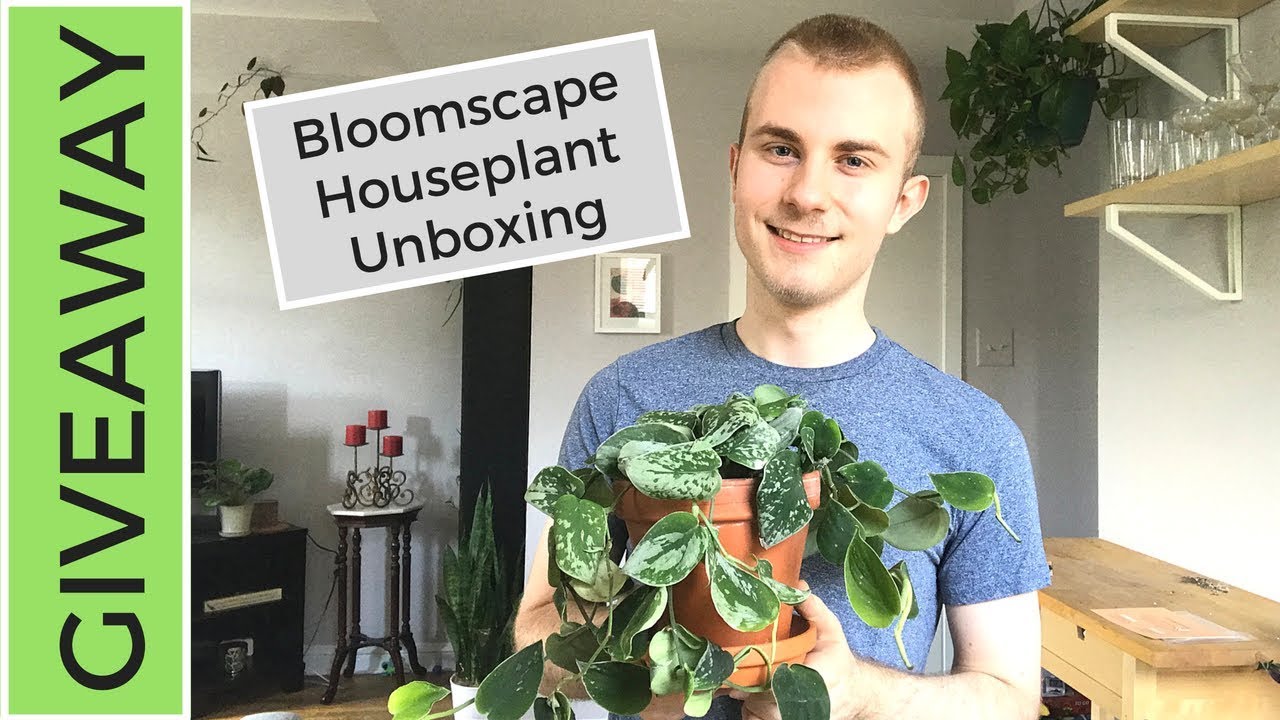 Bloomscape Houseplant Unboxing | Scindapsus pictus - YouTube
