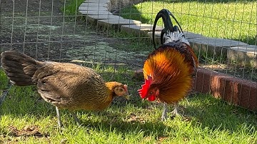 red jungle fowl, qaib dib txuam qaib qus March 6, 2025