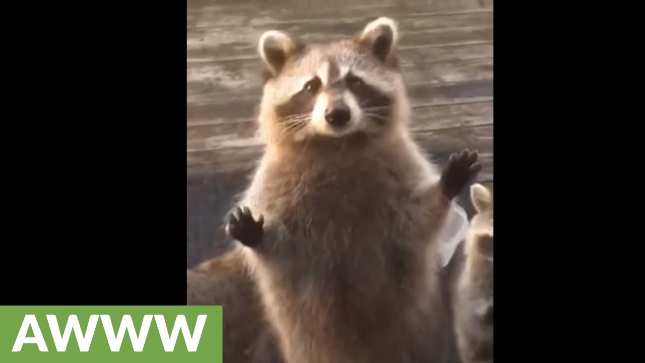 Raccoons beg to come inside home YouTube