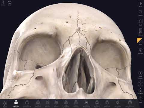 თავის ქალა, cranium pt.1
