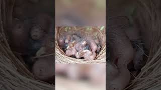 Личинки Мух Нападают На Птенцов В Гнездах