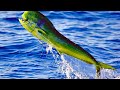 Pescaria em alto mar ótimo pescaria 