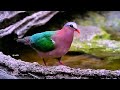 Emerald Dove, A special ability to fly, common in the dense wet forest