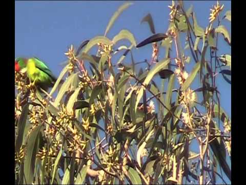 Little Lorikeet - Bird watching in Australia with Ej-Birdwatching 