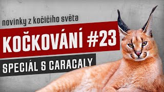 KOČKOVÁNÍ #23 - Letní stream s Caracaly by Kočkování 162 views 4 months ago 1 hour, 42 minutes