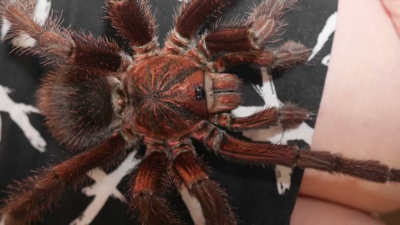 Classical Conditioning In Tarantula Keeping