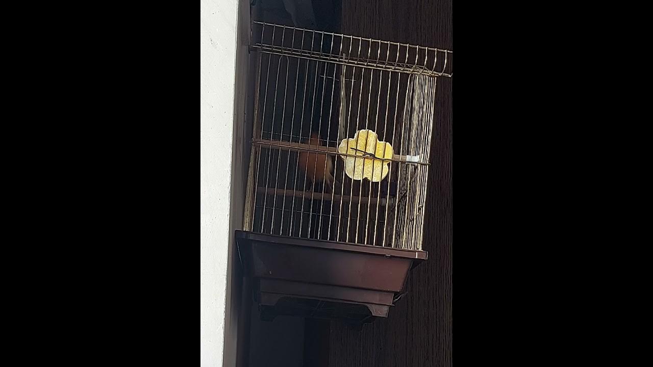 трель кенара. пение кенара. трели кенаров кенора. город знатоков канареечного пения. голос канарейки.