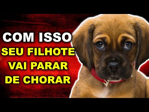 Vídeo: Por que os cachorros choram o dia todo?