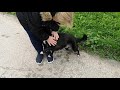 КАК меня ВСТРЕТИЛА СОБАКА после РАЗЛУКИ! Dog sees owner after vacation!