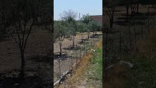 Mustafa Küçük - Duymamış Resimi