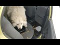 my dog using my car as home