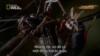 Xem nhện đen ăn thịt bạn tình cái kết đắng cho nhện đực - Black spiders eat flesh mates
