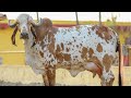 Ansuya gir gaushala manavader Gujarat | best gir cow Gujarat 9607622222