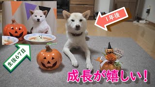 ２度目のハロウィンで元気に成長した柴犬の姿に嬉しくなりました！