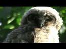 Long-eared owl chick with amber eyes /Ransuil. Watching, scratching.