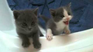 Kitten Chorus