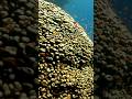 You Won't Believe These Great Barrier Reef Facts!#shorts #GreatBarrierReef #OceanFacts#AmazingNature