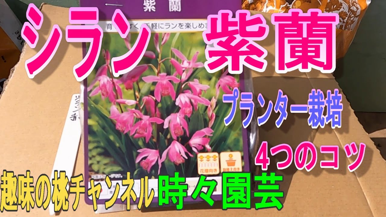 シラン 紫蘭 球根 弛み 