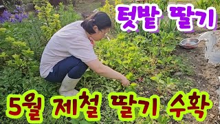 텃밭에서 5월에 제철인 딸기 수확 #딸기 #제철 #수확