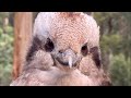 Australian Birds in the Morning | Wild Sounds!