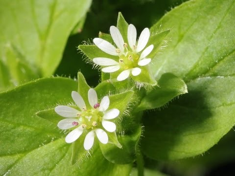 Video: Cara Membunuh Chickweed: Cara Terbaik Membunuh Chickweed - Tahu Cara Berkebun