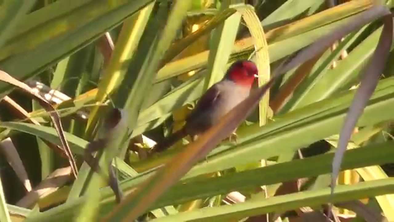 Crimson Finch (Neochmia phaeton) 