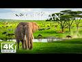 African Safari 4K 🌍 Peaceful Wildlife & Nature Sounds | Stunning African Nature