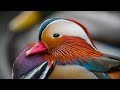 Mandarin Duck. GH5S 4K