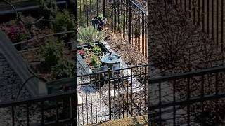 Birds enjoying a birdbath fountain