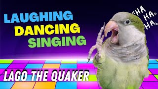 Quaker Parrot Laughing | Parrot Laugh attack | Lago the Quaker