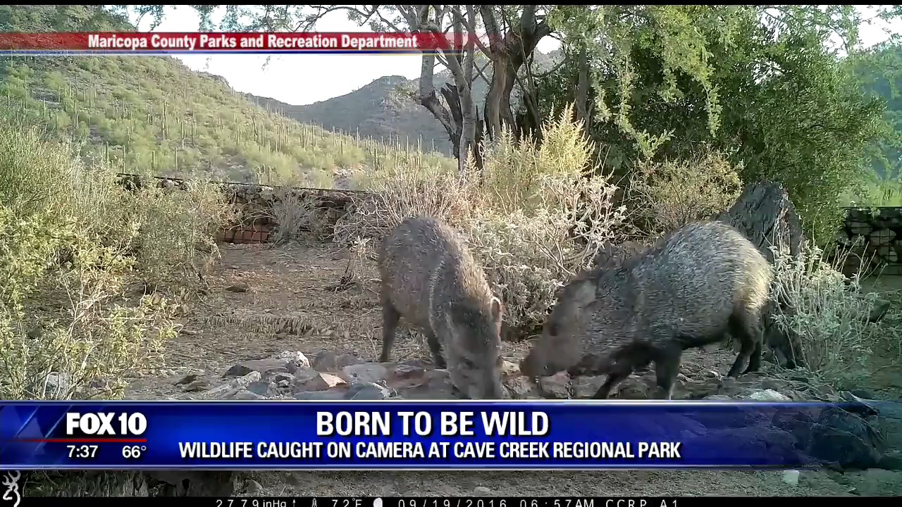 Wildlife caught on camera at Cave Creek Regional Park