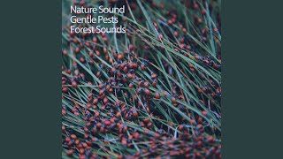 Early Morning Crickets screenshot 2