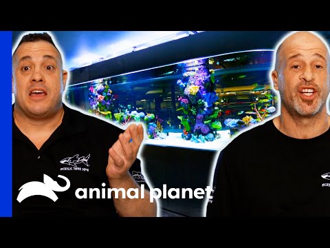 Brett And Wayde Build The Biggest Shark Tank Of Their Careers | Tanked