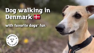Denmark 🇩🇰 whippet dog walking: How to Hygge with a Whippet by One Dog Show 151 views 4 months ago 2 minutes, 58 seconds